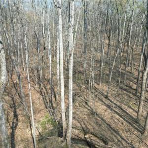 Photo #18 of Tilden Nursery, Lexington, NC 10.0 acres