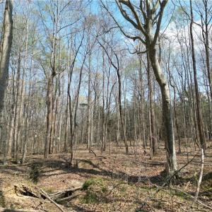 Photo #19 of Tilden Nursery, Lexington, NC 10.0 acres