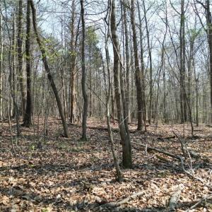 Photo #31 of Tilden Nursery, Lexington, NC 10.0 acres