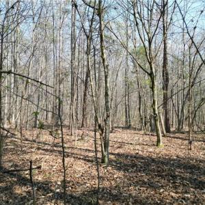 Photo #29 of Tilden Nursery, Lexington, NC 10.0 acres