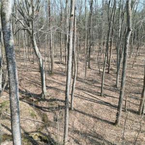 Photo #25 of Tilden Nursery, Lexington, NC 10.0 acres