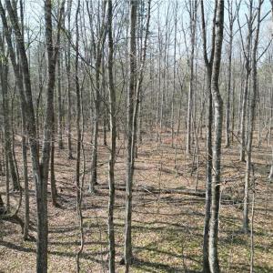 Photo #21 of Tilden Nursery, Lexington, NC 10.0 acres