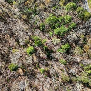 Photo #15 of Hidden Ridge, Tobaccoville, NC 39.8 acres