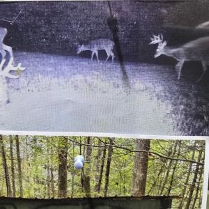 Photo #37 of 1163 Mills, Mount Airy, NC 10.6 acres