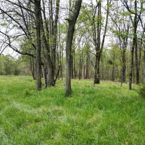 Photo #27 of NC Highway 49, Denton, NC 60.0 acres