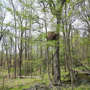 Photo #12 of NC Highway 49, Denton, NC 60.0 acres