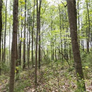 Photo #32 of NC Highway 49, Denton, NC 60.0 acres