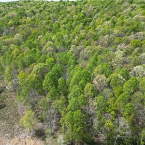 Photo #9 of NC Highway 49, Denton, NC 60.0 acres