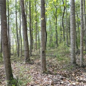 Photo #30 of NC Highway 49, Denton, NC 60.0 acres