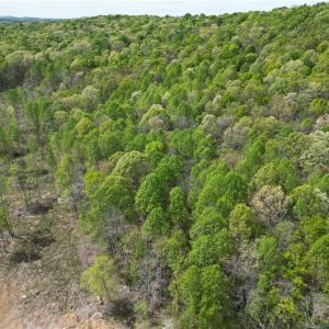 Photo #34 of NC Highway 49, Denton, NC 60.0 acres