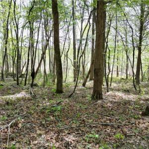 Photo #33 of NC Highway 49, Denton, NC 60.0 acres