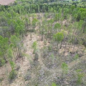 Photo #14 of NC Highway 49, Denton, NC 60.0 acres