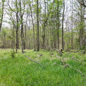 Photo #8 of NC Highway 49, Denton, NC 60.0 acres