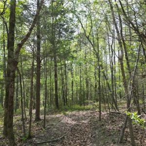Photo #30 of NC Highway 49, Denton, NC 60.0 acres