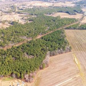 Photo #6 of Hammonds, Lumberton, NC 74.1 acres