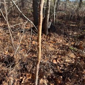 Photo #16 of Hammonds, Lumberton, NC 74.1 acres