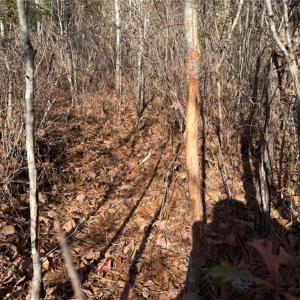 Photo #14 of Hammonds, Lumberton, NC 74.1 acres