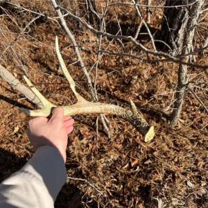 Photo #15 of Hammonds, Lumberton, NC 74.1 acres