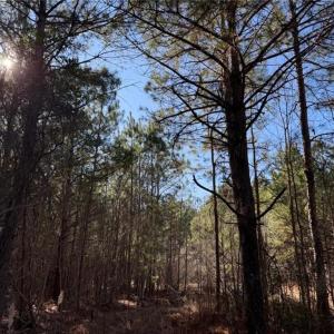 Photo #19 of Hammonds, Lumberton, NC 74.1 acres