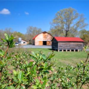 Photo #34 of 32286 Laton, Albemarle, NC 54.0 acres