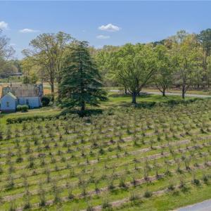 1,200+ actively producing blueberry bushes