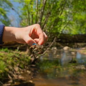 Crawfish & salamanders in the creek