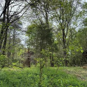 Photo #10 of 6988 Salem Chapel, Walnut Cove, NC 62.6 acres