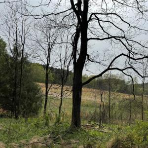 Photo #14 of 6988 Salem Chapel, Walnut Cove, NC 62.6 acres