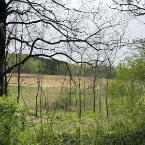 Photo #15 of 6988 Salem Chapel, Walnut Cove, NC 62.6 acres