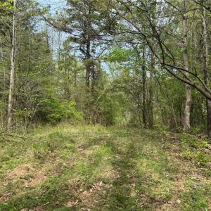 Photo #8 of 6988 Salem Chapel, Walnut Cove, NC 62.6 acres