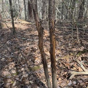 Buck rub. Multiple rubs in the area and lots of other deer/turkey sign.