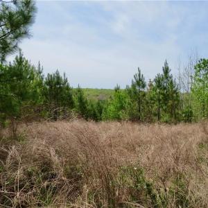 Photo #1 of Vernon, Reidsville, NC 230.0 acres
