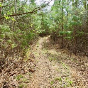 Access trail to Creek and property line