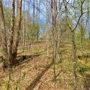 Hunting area near creek