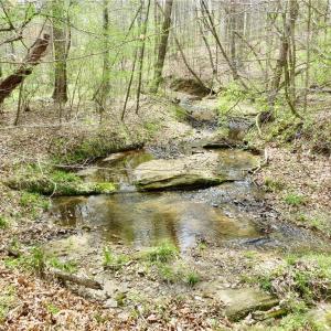 Another Creek View