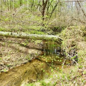 Another Creek View
