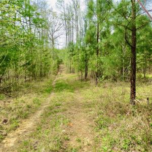 Access trail to Creek