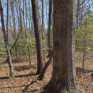 Photo #6 of seven island, Danbury, NC 13.2 acres