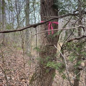 Photo #2 of seven island, Danbury, NC 16.1 acres