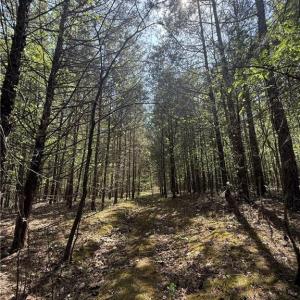 Photo #12 of Cashatt, Trinity, NC 4.9 acres