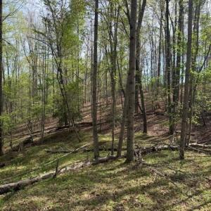 Photo #10 of Crestview, Danbury, NC 13.0 acres