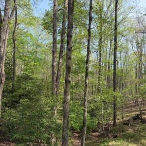 Photo #11 of Crestview, Danbury, NC 13.0 acres