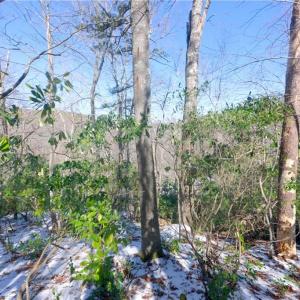 Photo #26 of Otis Woods, Danbury, NC 128.9 acres