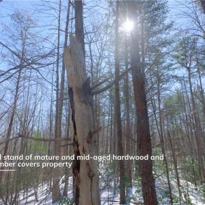 Photo #32 of Otis Woods, Danbury, NC 128.9 acres