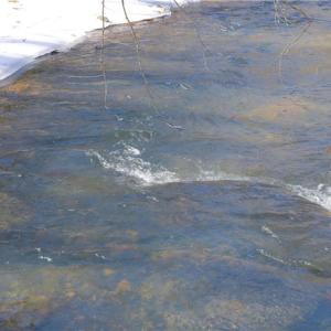 Photo #11 of Otis Woods, Danbury, NC 128.9 acres