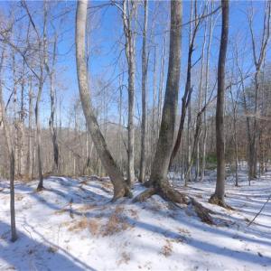 Photo #21 of Otis Woods, Danbury, NC 128.9 acres