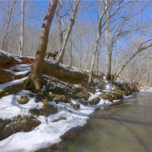 Photo #23 of Otis Woods, Danbury, NC 128.9 acres