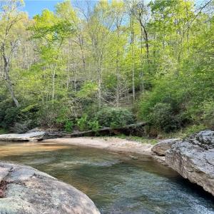 Photo #2 of Otis Woods, Danbury, NC 128.9 acres