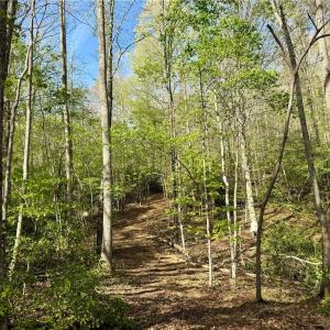 Photo #17 of Otis Woods, Danbury, NC 128.9 acres