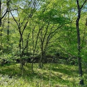 Photo #43 of Otis Woods, Danbury, NC 128.9 acres